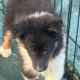 Girl 1 - Black white and tan female Shetland Sheepdog puppy in Pensacola, Florida from Nancy Barger's Siberian Huskies