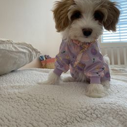 Havanese and Havapoo Puppies from Ladypawspuppies
