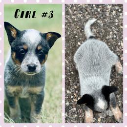 Girl 3 - Blue speckled female Australian Cattle Dog puppy in Prague, Oklahoma from S&B Cattle Co.