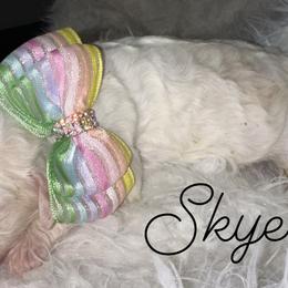Skye - Cream female Poodle puppy in Prosperity, Pennsylvania from Stelladoodles & Company