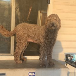 DUTCHESS - Goldendoodle
