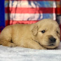Teal Collar - Light golden female Golden Retriever puppy in Touchet, Washington from Windust Kennels