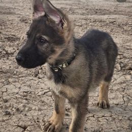 Grey collar male - Sable male German Shepherd puppy in Pahrump, Nevada from Wachhund Kennels