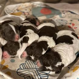 Lagotto Romagnolo Puppies from Joyful Heart