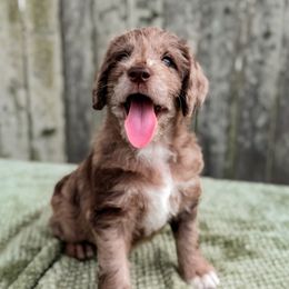 Labradoodle puppies from Howdy Doodles