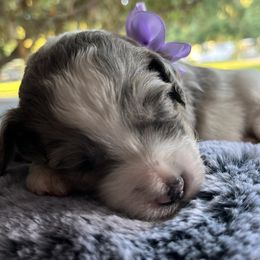 Aussiedoodle Puppies from Kiki’s Doodles
