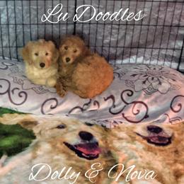 Goldendoodle Puppies from Lu Doodles