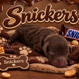 Snickers - Brown male Poodle puppy in Southampton, New Jersey from Lavishly Loved Pets LLC
