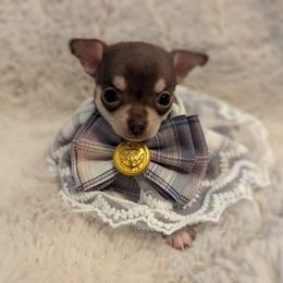 Chihuahua Puppies from ChibiChi