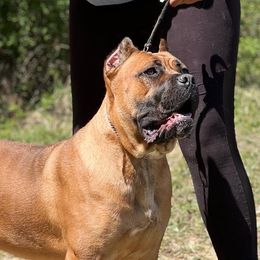 Oracle  - Cane Corso