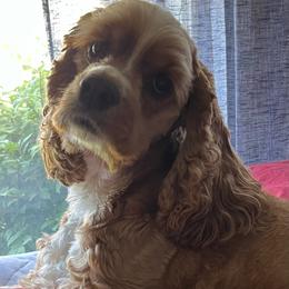 Cocker Spaniel All Grown Up from Laureen's Cocker Spaniels