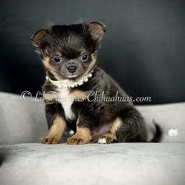 Zack - Blue male Chihuahua puppy in Anderson, South Carolina from Lil Treasures Chihuahuas