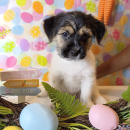Boy 3 - male Shorkie puppy in Boca Raton, Florida from Tina-Marie's Pups