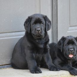 Labrador Retriever Puppies from Ronara Labradors