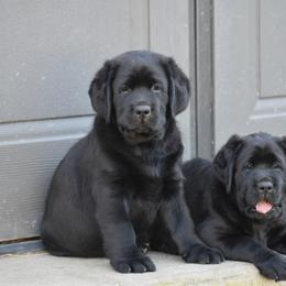 Labrador Retriever Puppies from Ronara Labradors