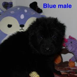 Light blue - Black male German Shepherd puppy in Ann Arbor, Michigan from Von Der Havier German Shepherds
