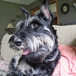Giant Schnauzer Puppies from House of Roth Giant Schnauzers