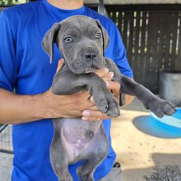 Grey Male - Gray male Cane Corso puppy in Kaufman, Texas from Phantom Corsos