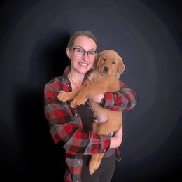 Golden Retriever Puppies from Studley Hill Goldens, LLC.