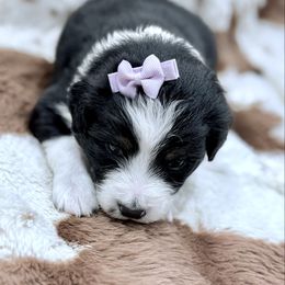 Dark purple - Black tri female Miniature Australian Shepherd puppy in 32046, Florida from River Hill Ranch