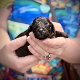 Mochi - Silver male Poodle puppy in Marsing, Idaho from Araceli Toy Poodles