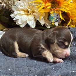 Cedar - Chocolate and cream male Dachshund puppy in Fayetteville, West Virginia from Loop Creek Dachshunds