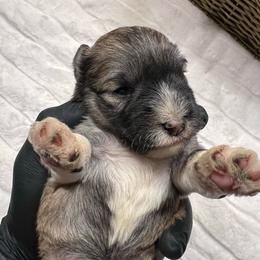Arpeggio - Salt and pepper male Miniature Schnauzer puppy in Menifee, California from Moonshine’s Minis