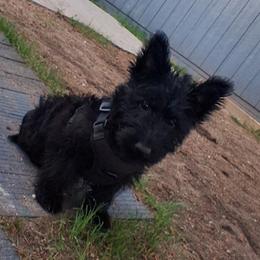 Elizabeth - Black brindle female Scottish Terrier puppy in Mancelona, Michigan from Stefany Farm of Happiness