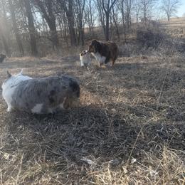 American Corgi, Dachshund, and Pembroke Welsh Corgi Puppies from Seven B Corgis & Doxies