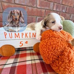 Chestnut - Piebald male Dachshund puppy in Adamsville, Tennessee from Shiloh Ridge Dachshunds