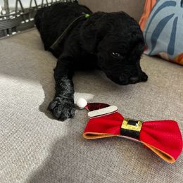 Vixen - Black female Goldendoodle puppy in Camden, North Carolina from Oopsie Doodles of NC