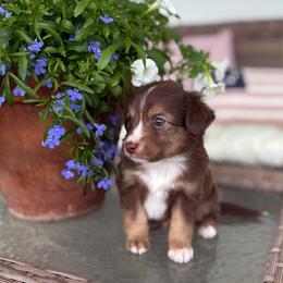 Marley - Red tri male Toy Australian Shepherd puppy in Quincy, Michigan from Ivy Meadows and Friends