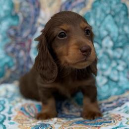 Brody - Chocolate and tan male Dachshund puppy in Lincoln, Arkansas from Red Dirt Dachshunds