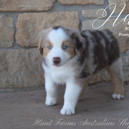 Adams - Red merle male Miniature Australian Shepherd puppy in Grandfield, Oklahoma from Hunt Farms Australian Shepherds