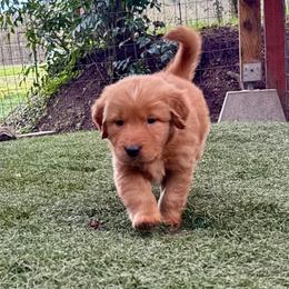 Boy 6 - Dark golden male Golden Retriever puppy in Lebanon, Oregon from Dark Goldens on Hilltop