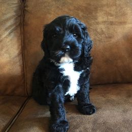 Portuguese Water Dog Puppies from Lakehouse Porties