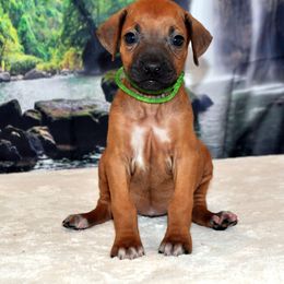 Rhodesian Ridgeback Puppies from Diane Quitoni