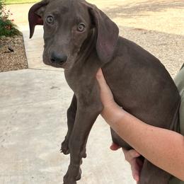 Maybell - Chocolate female Catahoula Leopard Dog puppy in Slaton, Texas from M5 Catahoulas