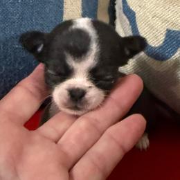 Princess Peach - Black and white female Chihuahua puppy in Dime Box, Texas from Color Me Crazy Chihuahuas