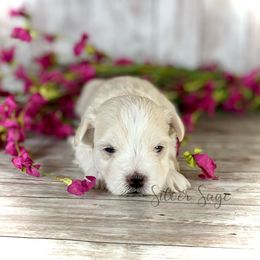 Girl 1 - female Miniature Schnauzer puppy in Weston, Idaho from Silver Sage Schnauzers