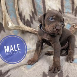 True Blue - Chocolate male Catahoula Leopard Dog puppy in Huntsville, Arkansas from ArkieHoulas