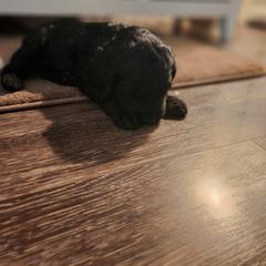 Double Doodle Puppies from Christina's Double Doodles