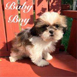 B.B.  aka baby boy - Black gold and white male Shih Tzu puppy in Hemet, California from Aloha Shih Tzu