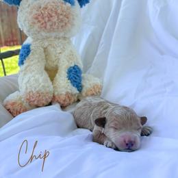 Chip - Red male Maltipoo puppy in Vancouver, Washington from Pnwfamilydoodles