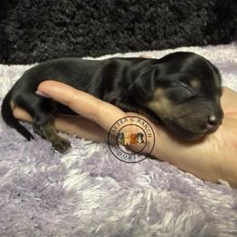 Black cream tan - Black and cream male Dachshund puppy in Carthage, Texas from Rafter C Ranch Doxies