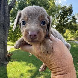 Waylon - Fawn (isabella) and tan male Dachshund puppy in Bentonville, Arkansas from Boujee Buns Dachshunds