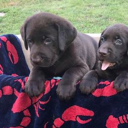 Labrador Retrievers from Longmeadow Labradors