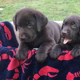 Labrador Retrievers from Longmeadow Labradors
