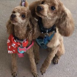 Poodles from Vikki’s Poodles