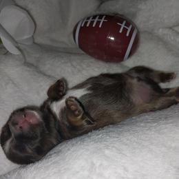 Trooper - Chocolate male Shih Tzu puppy in Arcadia, Florida from Kitsune Cuddles and kisses